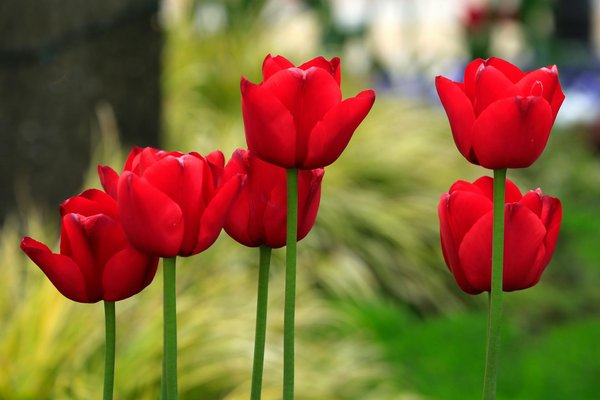 Créer une Rocaille Époustouflante dans un Jardin Contemporain : Guide Pratique